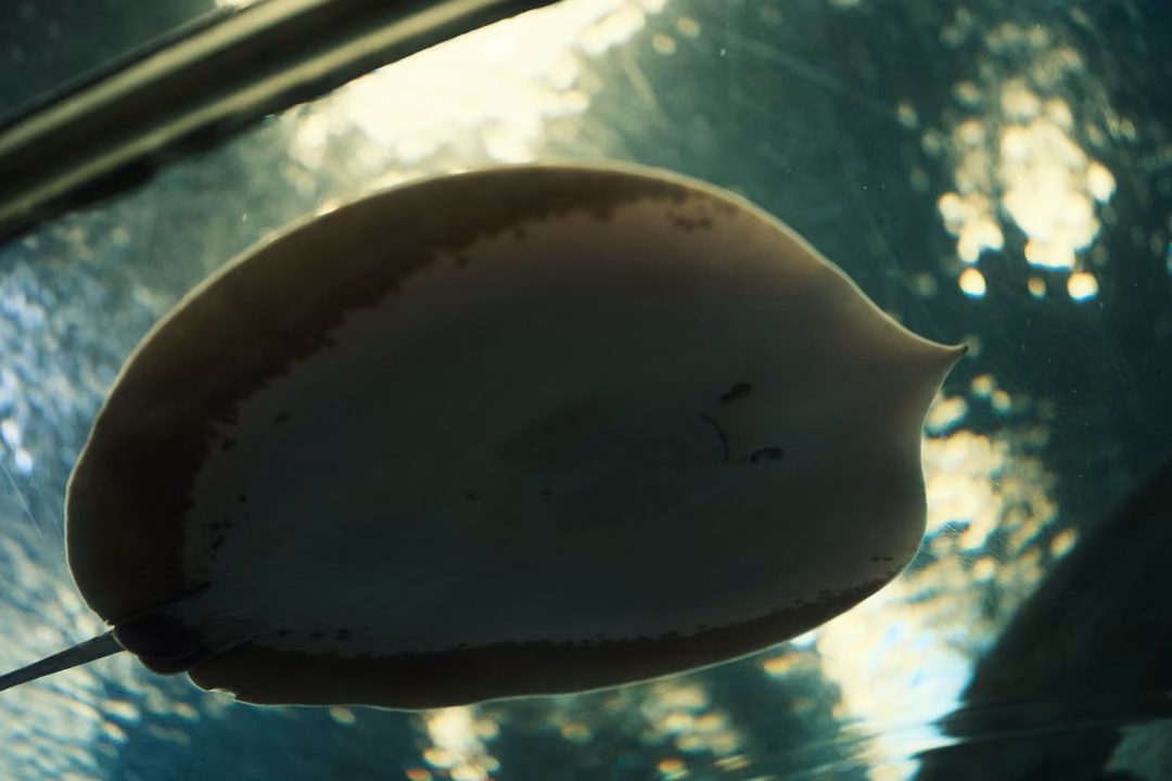 A stingray seen from below gliding across the arched glass of an aquarium tunnel