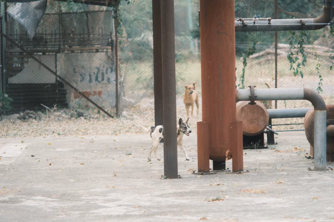 Two dogs standing among rusty pipes and a metal column on a concrete pad, wall with faded writing behind