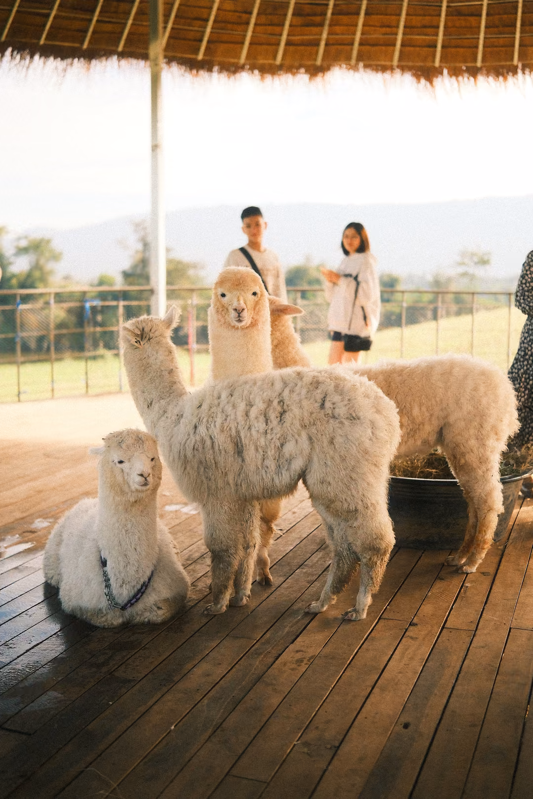 Upright view of four alpacas on a wooden deck under a thatched shelter, two visitors behind them.