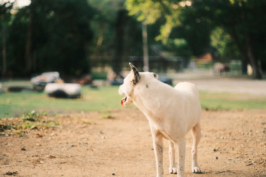 A white dog with one black ear stands in a dirt yard, mouth open and tongue showing, cars blurred behind.