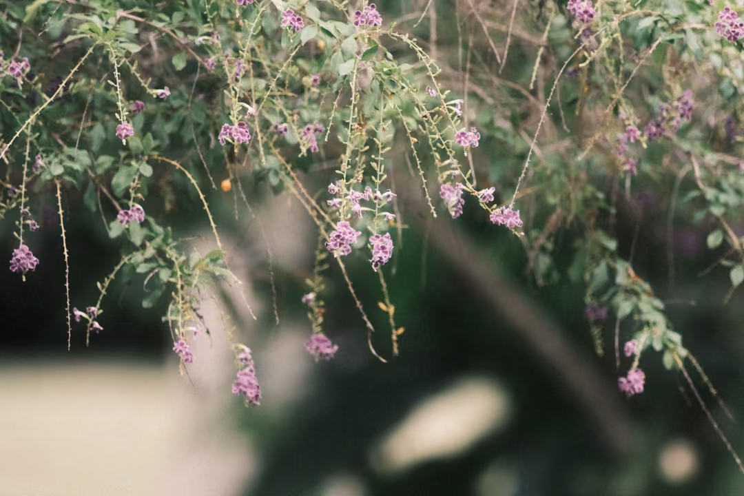 Drooping sprays of small purple flowers and green leaves hanging over a blurred garden.
