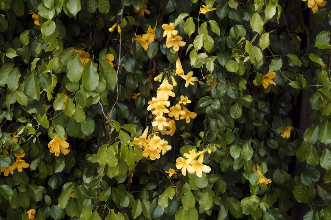 Yellow trumpet-shaped flowers scattered through dense green leaves on a climbing vine