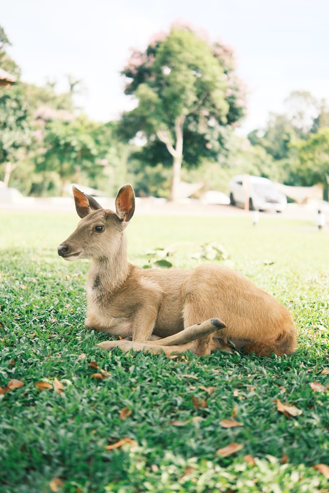 The resting deer turns its head to the left, showing its profile against the grass and trees.