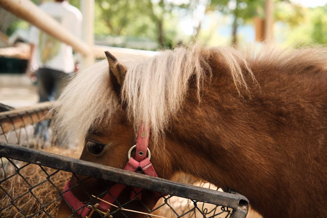 Brown pony with a pale mane and pink halter resting its head on a fence rail