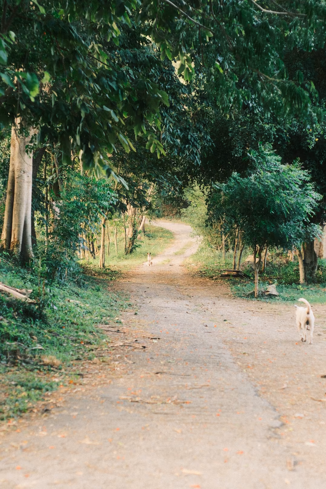 A shaded dirt path running through a tunnel of trees, a white dog walking along its edge.