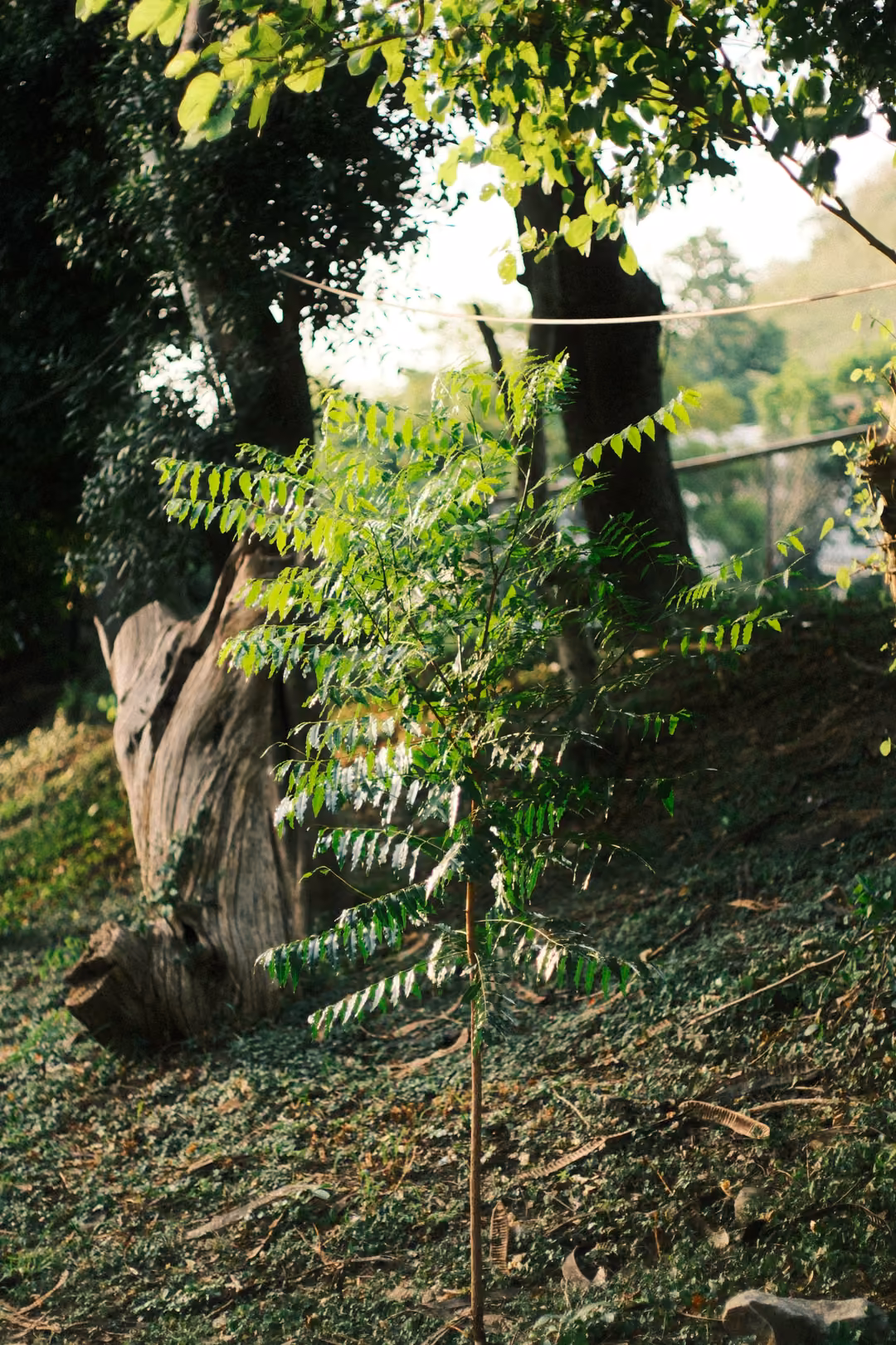 A young sapling with fern-like leaves on a grassy slope beside a dark, gnarled tree trunk.