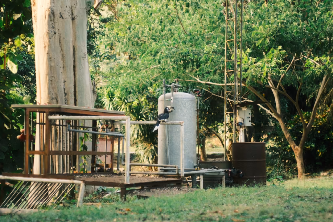 Close view of a dark bird with a large curved beak on a railing by a grey cylinder, a tree and drum behind.