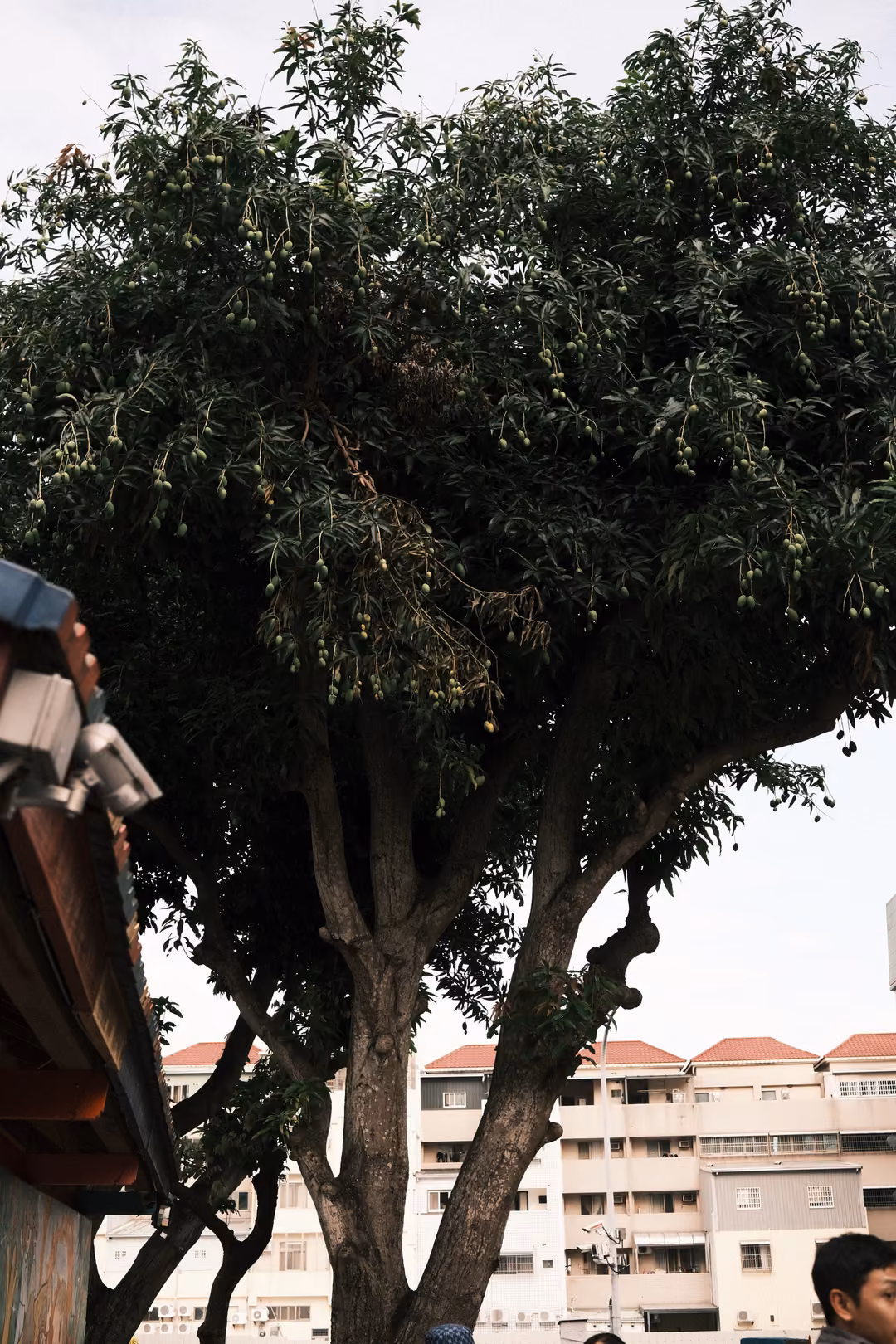 Large leafy tree beside a building eave, apartment blocks and grey sky behind
