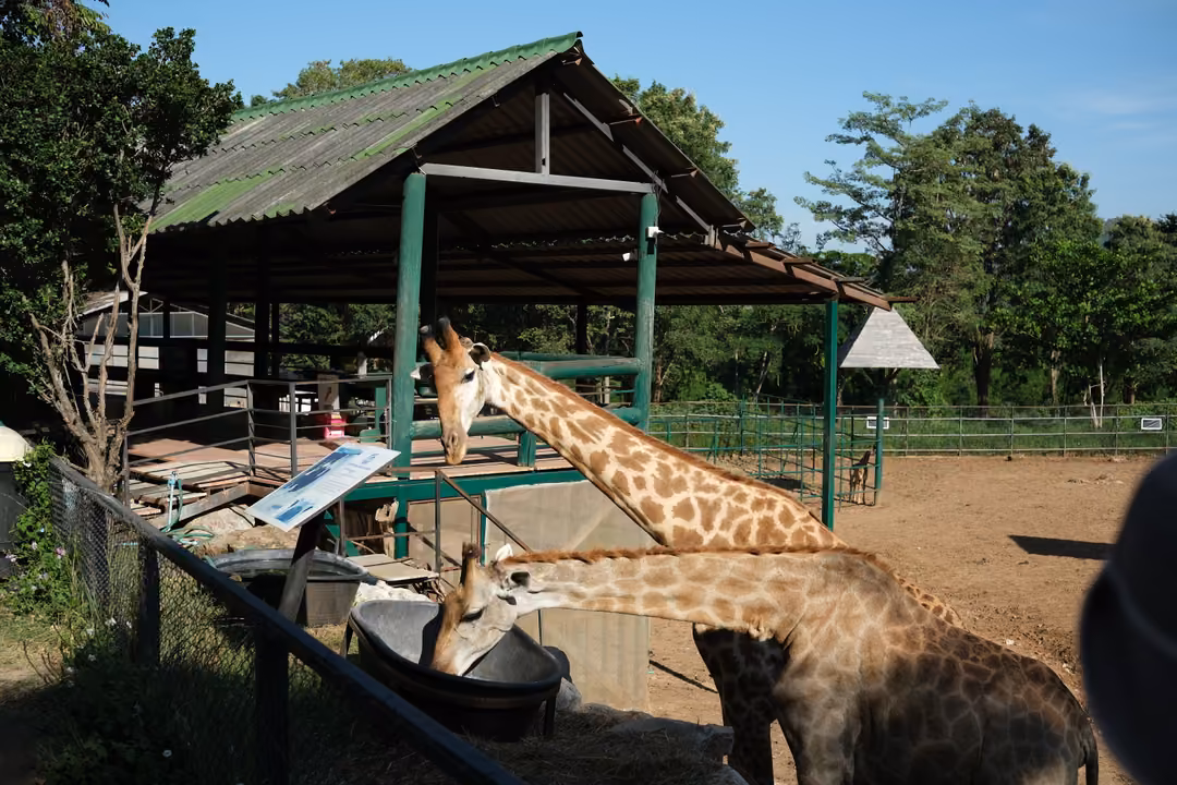 Two giraffes feeding from a hanging tub under a green-roofed shelter, an info sign on the fence