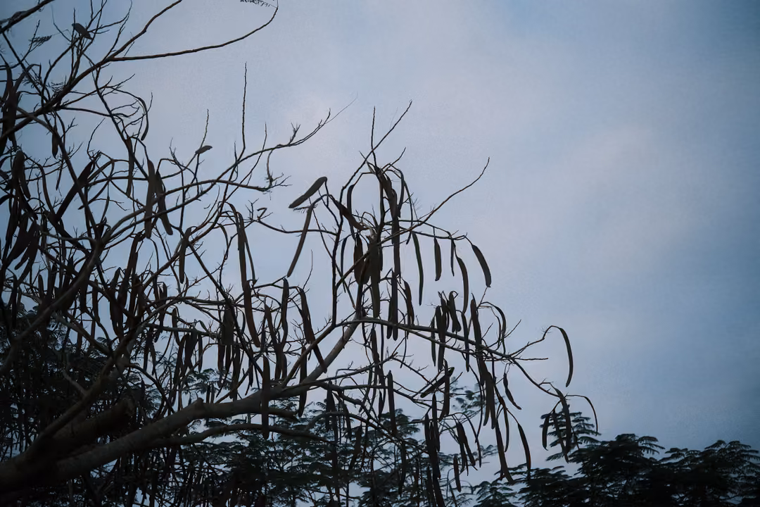 Silhouetted branches hung with long seed pods against a blue-grey sky, dark treetops below