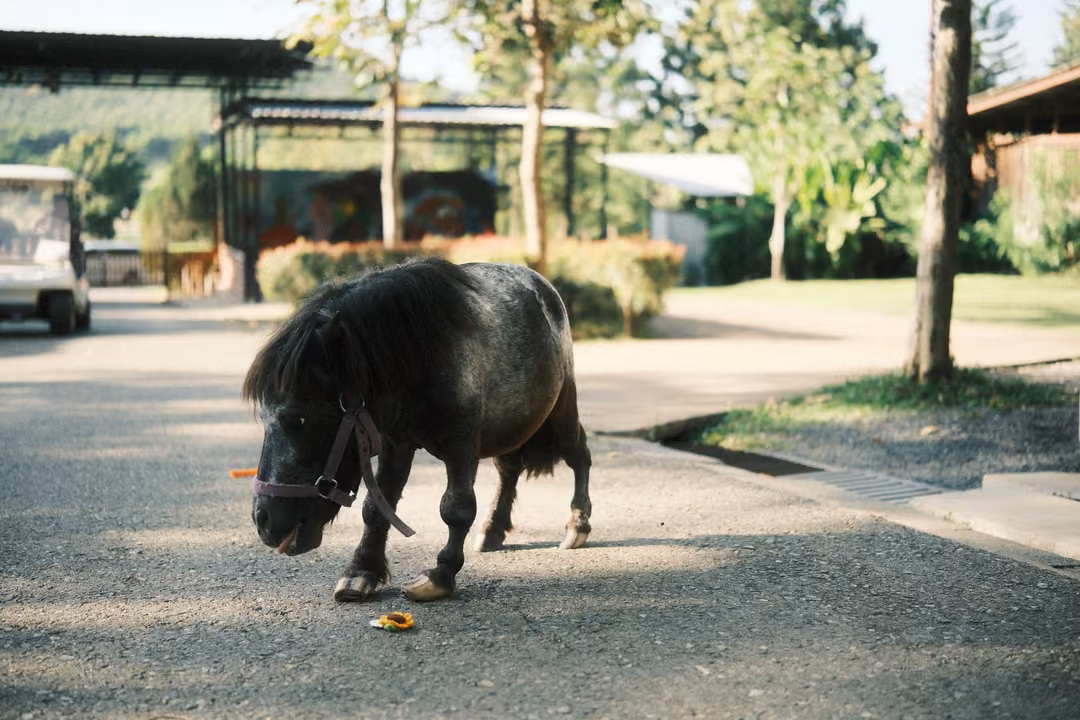 Small dark pony lowering its head toward food on a paved path, a shelter and trees behind