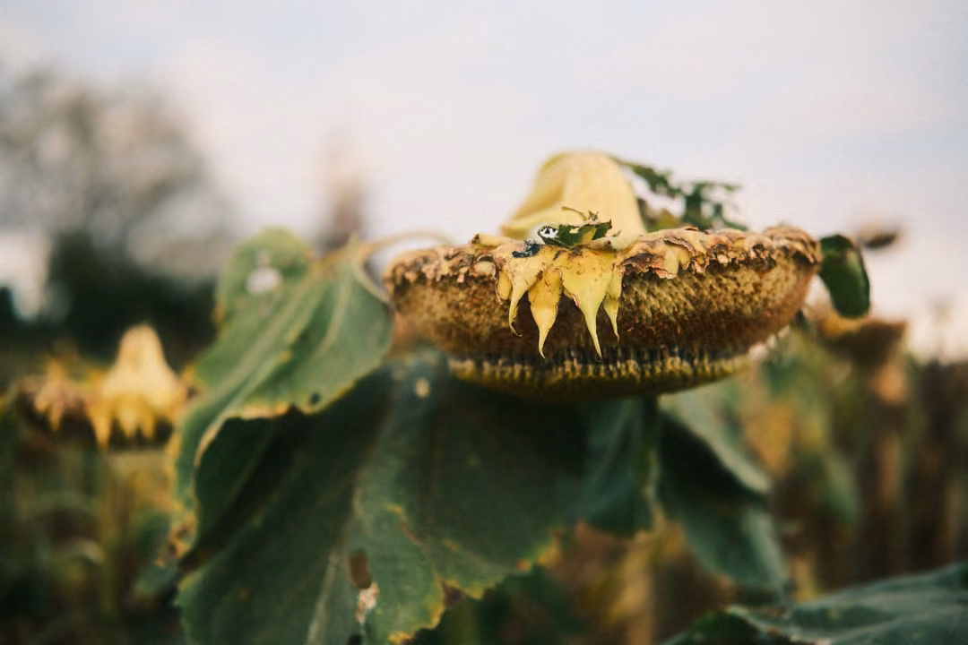Close-up of a drooping, dried sunflower head with wilted yellow petals and broad green leaves