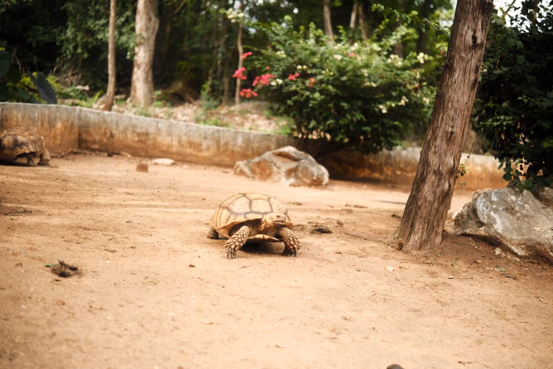 Single tortoise walking across a sandy enclosure near rocks, a tree trunk and a pink-flowered bush