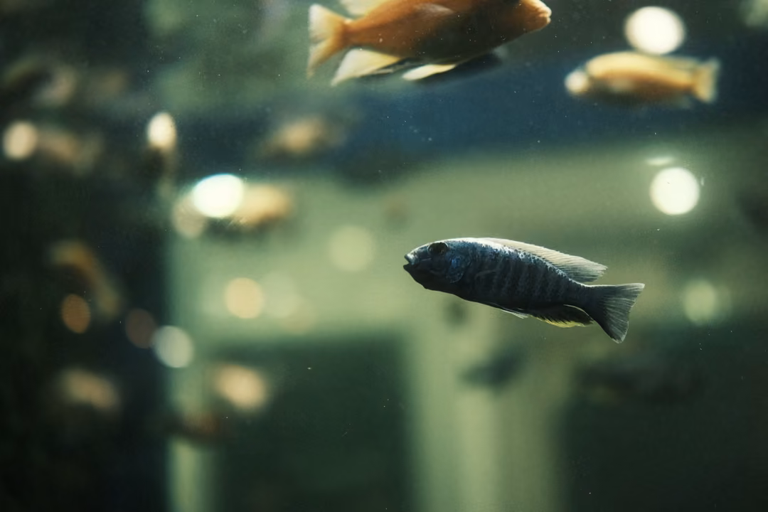 A dark striped fish in a green-lit tank, with orange fish and blurred lamps behind