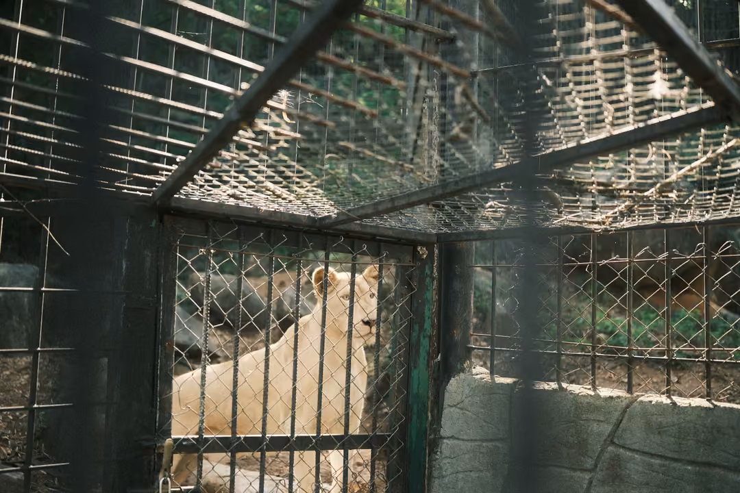 Pale lion standing behind bars in a corner, a dark blurred bar in the foreground