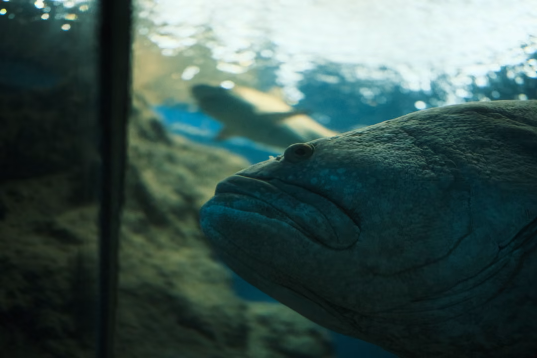 A grouper's broad head beside a dark tunnel pillar, a pale fish swimming through the background