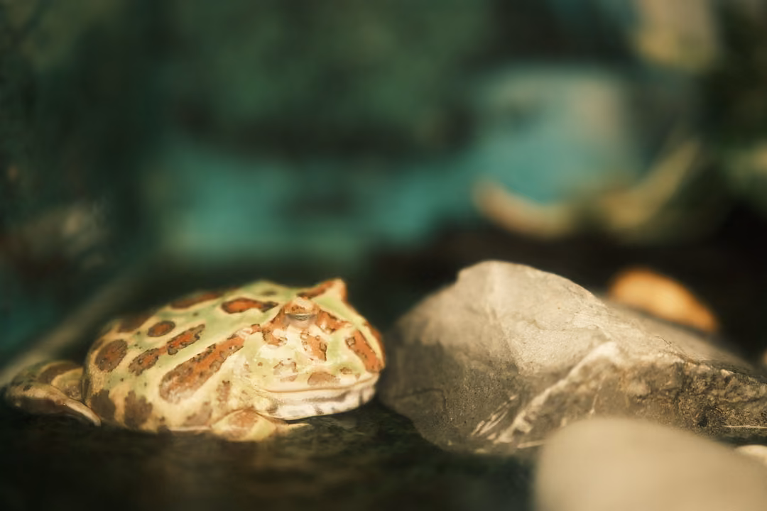 A wide, mottled green and brown frog sitting beside a grey stone on dark ground
