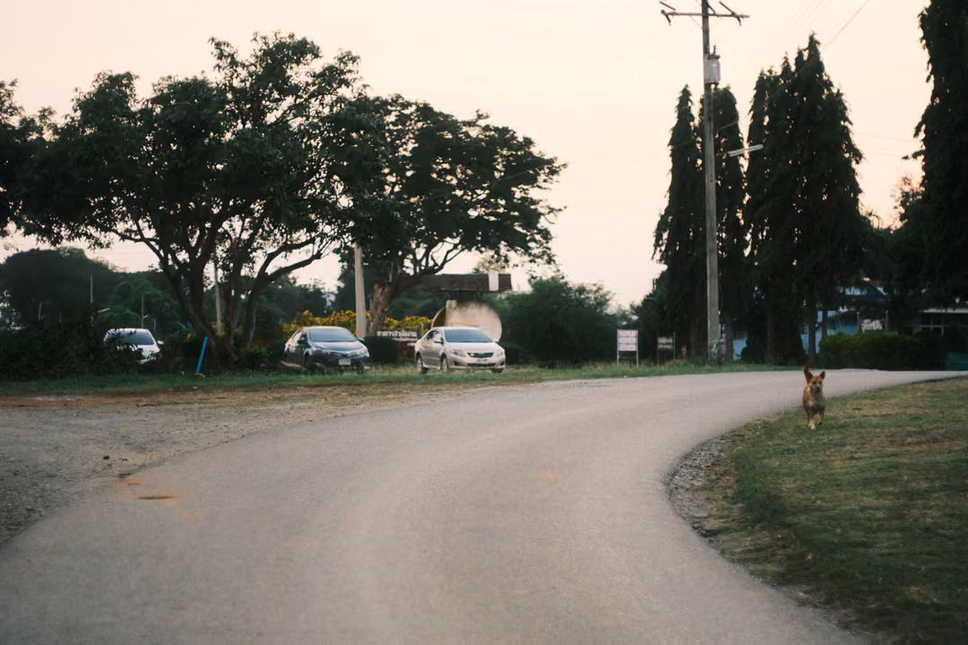 Curving road with parked cars under large trees, a dog at the right edge, pale sky
