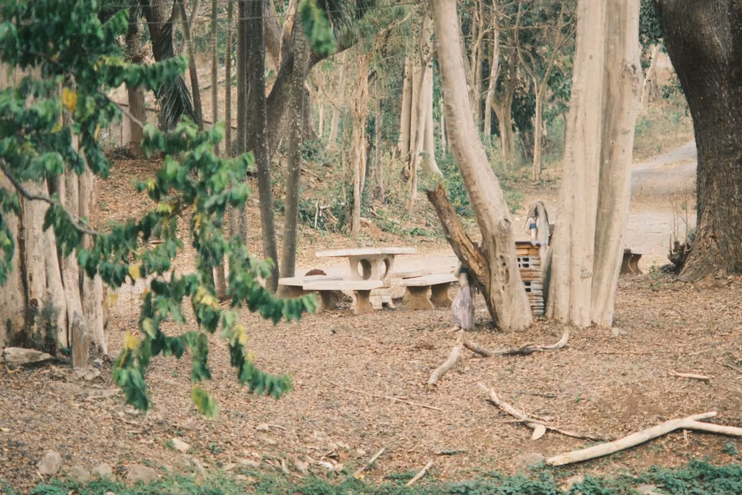 Stone picnic table under pale tree trunks with dry branches on the ground and leaves in the foreground