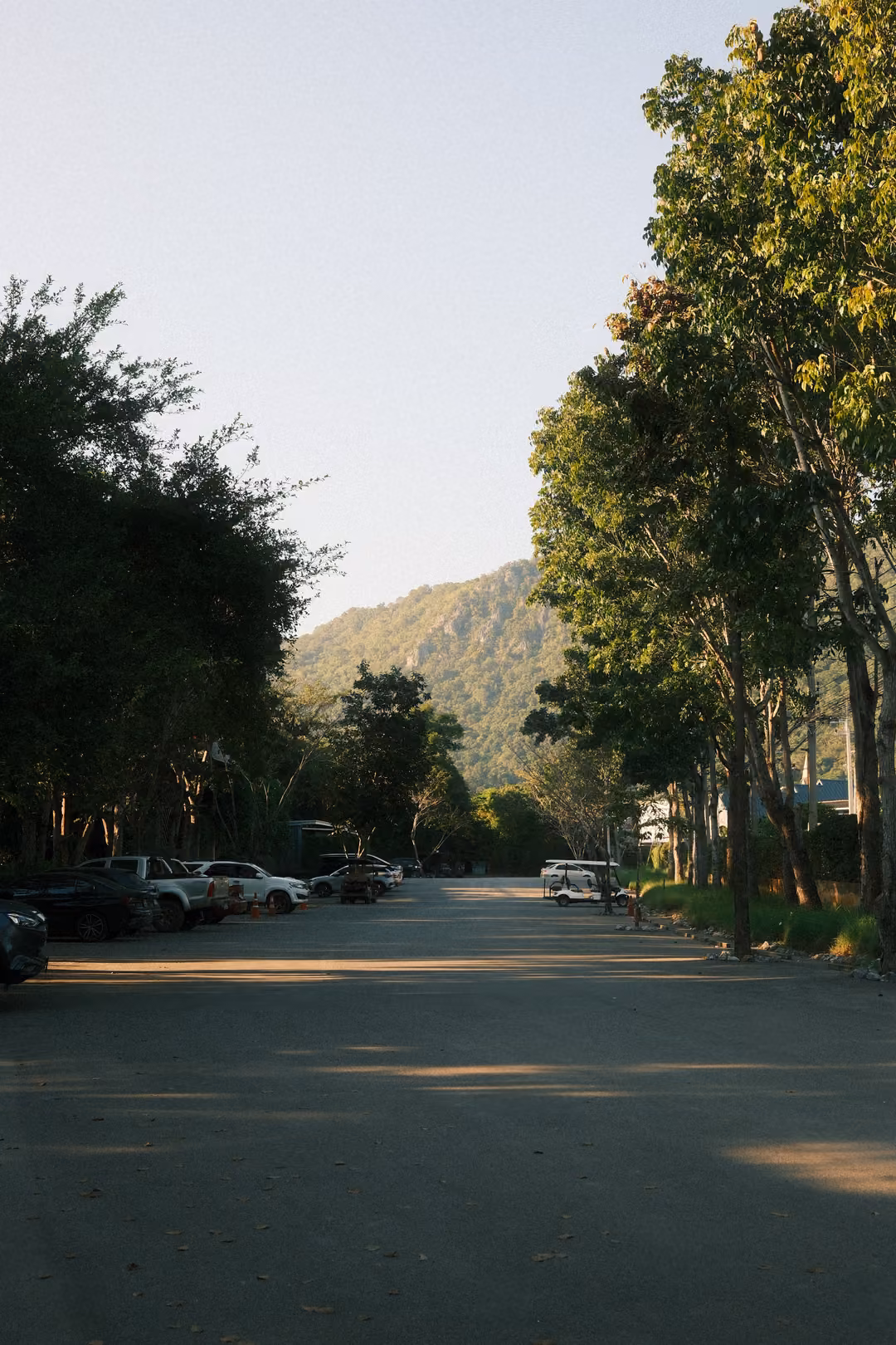 Tree-lined road with parked cars and long shadows, a forested hill rising at the end under clear sky