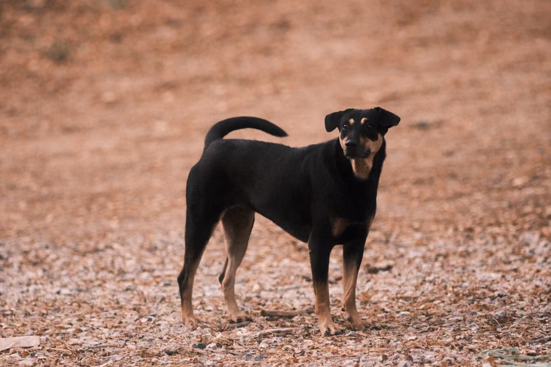 A black and tan dog with a curled tail stands on dry leaves, head turned toward the viewer
