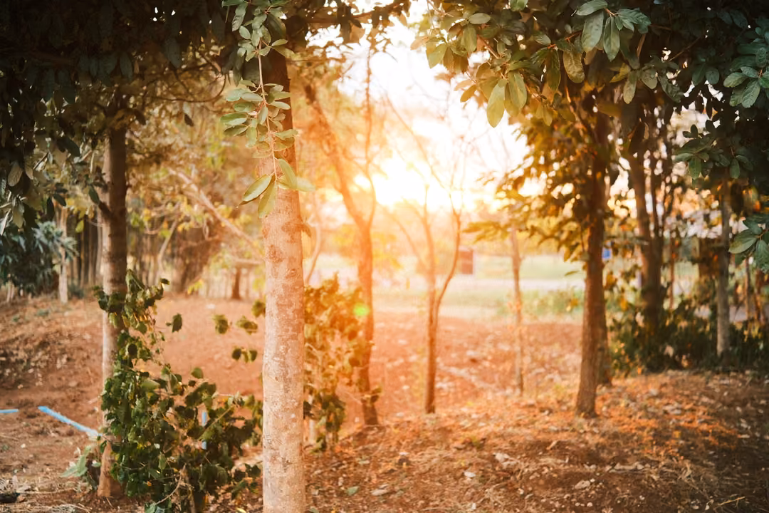 Sun shining low through a grove of slender trees, warm light on reddish soil and leaves