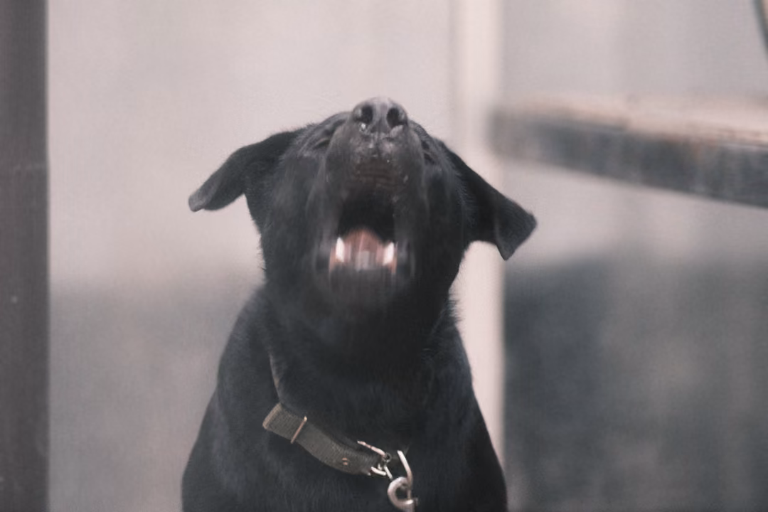 A black dog with its head raised and mouth wide open, barking, with a collar and chain clip.