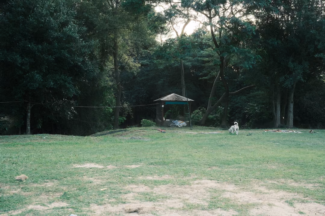 Grassy park with a small green-roofed gazebo under tall trees and a white dog near it
