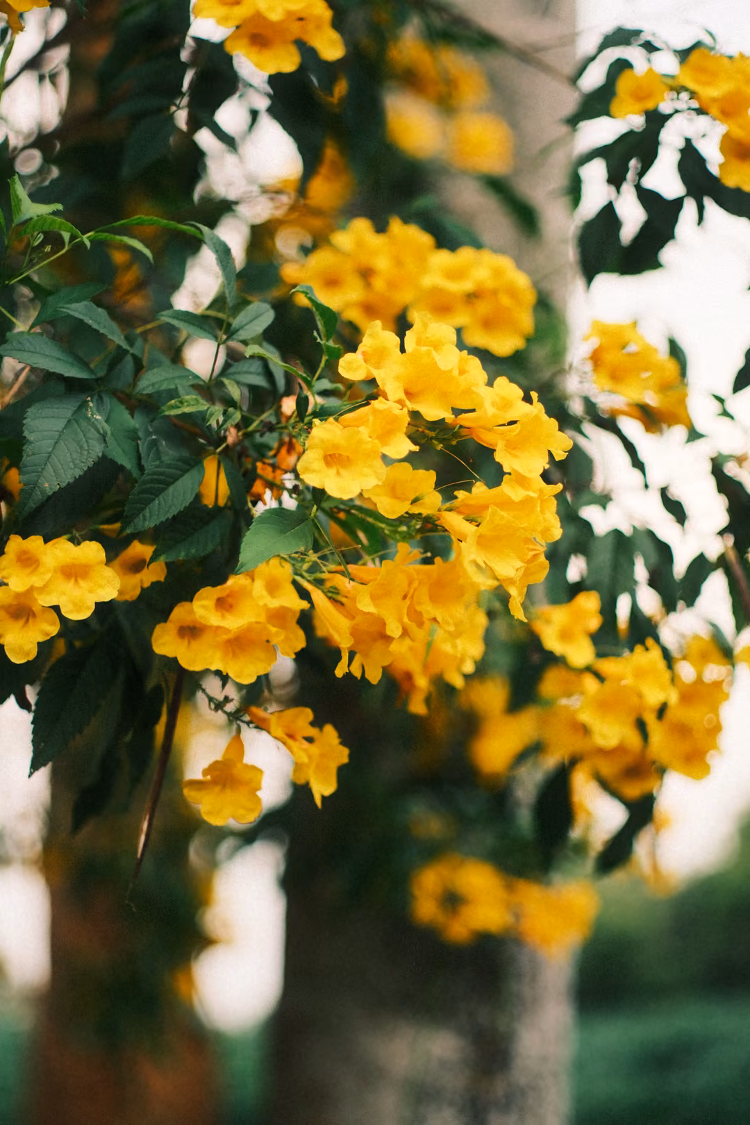 Vertical close-up of a cluster of yellow trumpet-shaped flowers against a tree trunk