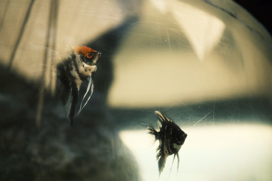 Two angelfish, one with an orange head, swimming in a curved glass bowl against a bright window