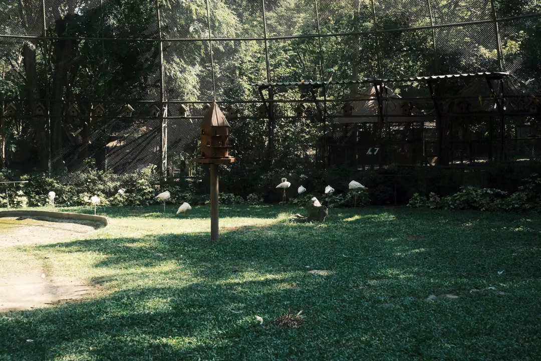 Shaded aviary lawn with a birdhouse post and a group of pale long-legged birds near the back