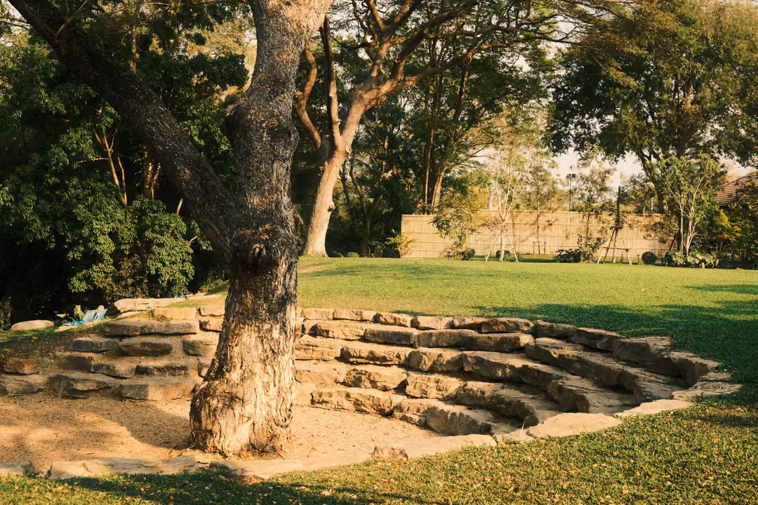 Large tree trunk rising from the centre of curved stone steps set into a lawn