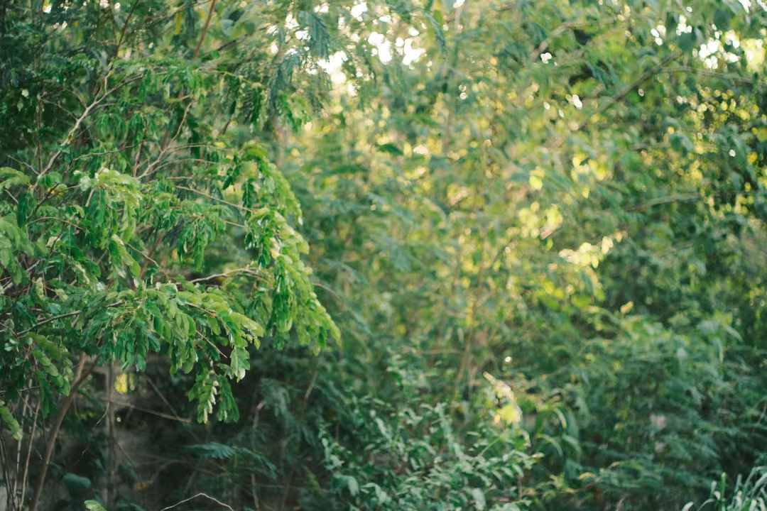 Dense green foliage of small feathery leaves filling the whole frame, lit unevenly by sunlight.