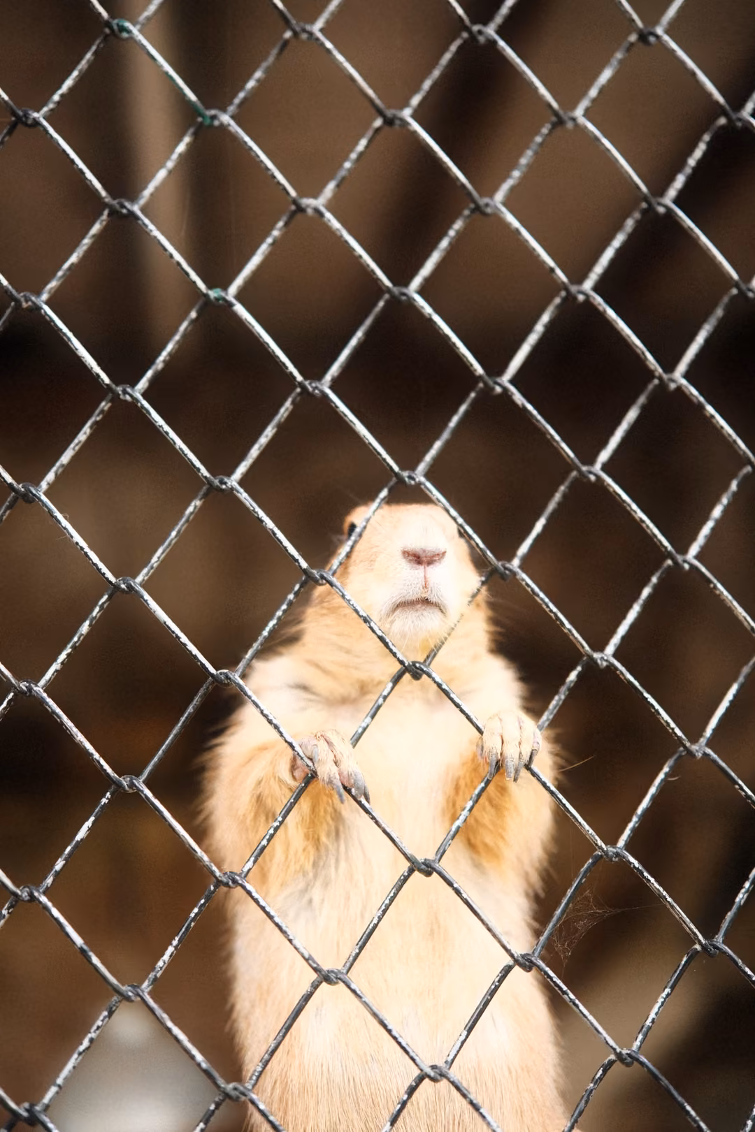 Prairie dog standing upright with its paws on a chain-link fence, belly fur lit softly