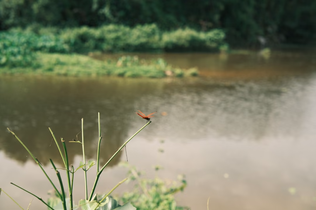 Thin grass stems in sharp focus in the foreground, with blurred brown river water and green bank behind.