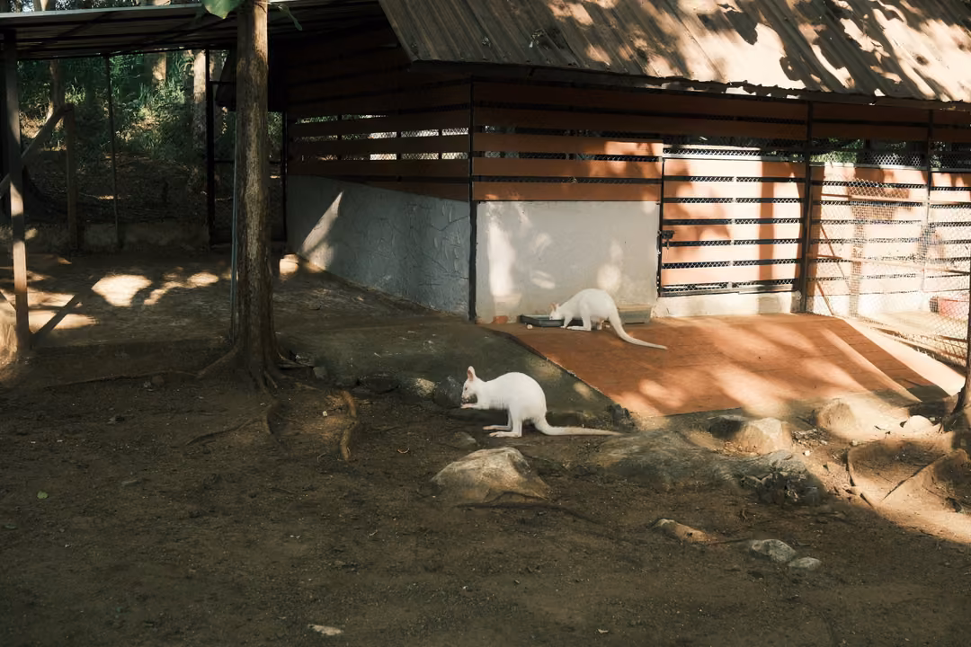 Two white kangaroo-like animals in a shaded dirt enclosure beside a low building with a red-brown roof