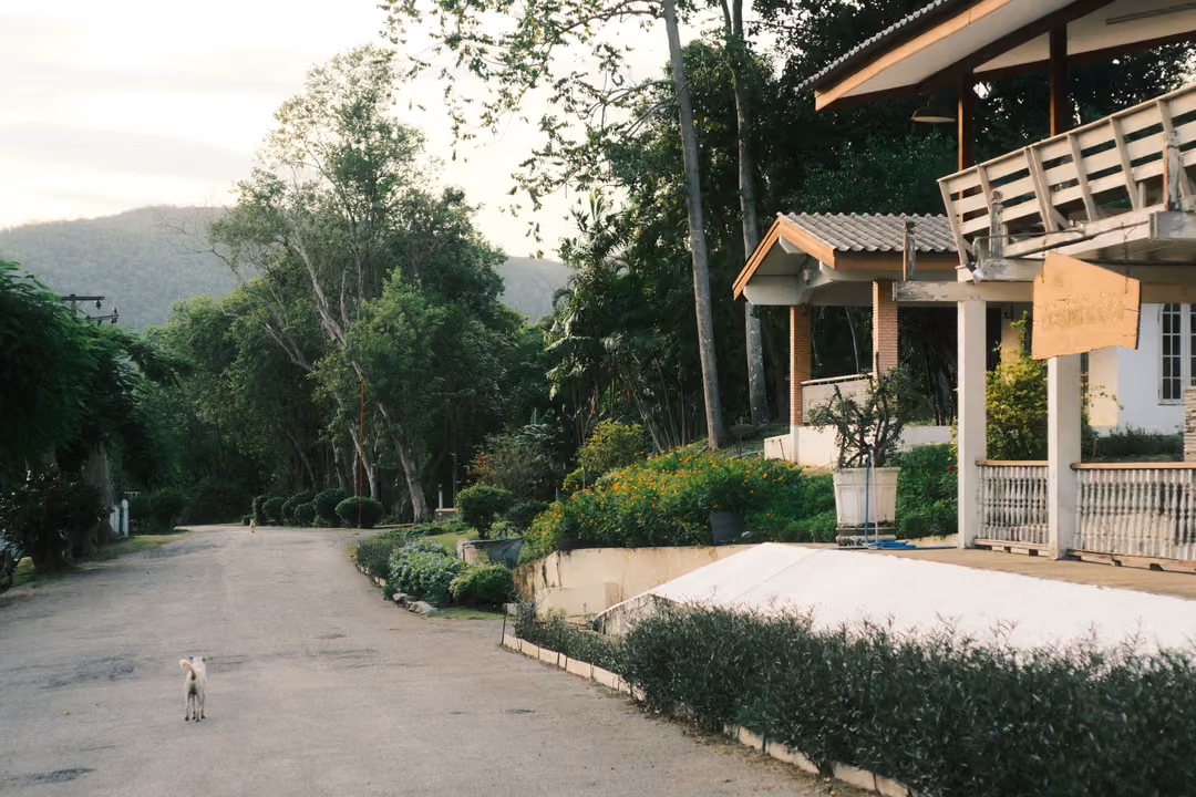 A small white dog standing in a road beside a house with a wooden balcony, trees and hills behind.