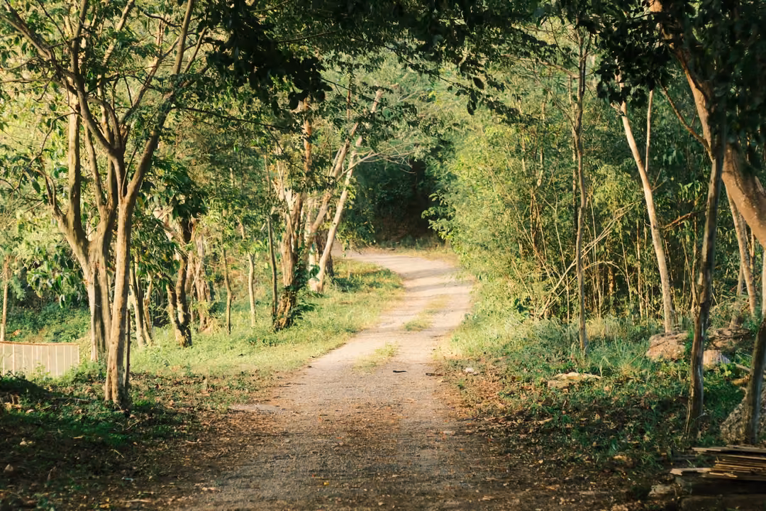 The same dirt track through slender trees in dappled sunlight, slightly closer.