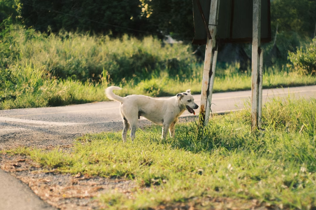 White dog standing in roadside grass beside wooden sign posts, a road curving behind