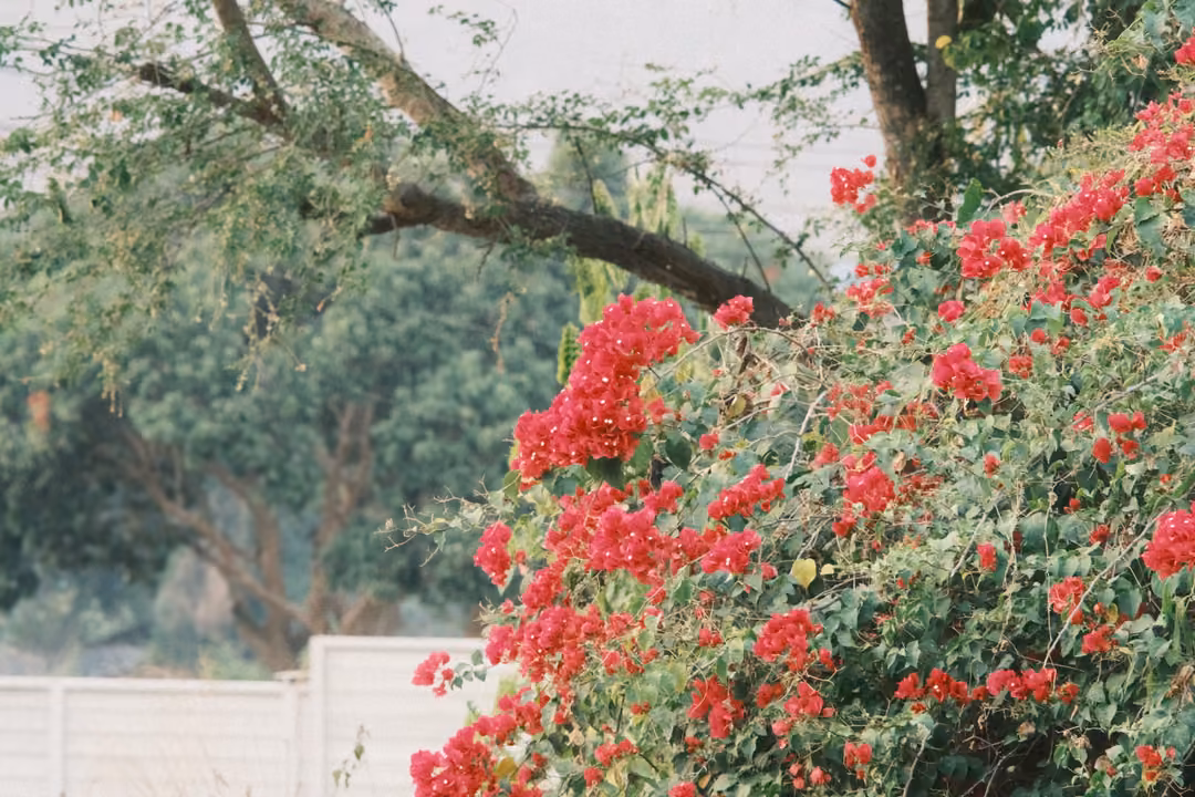 Bright red bougainvillea flowers on a bush under tree branches, a white wall in the background