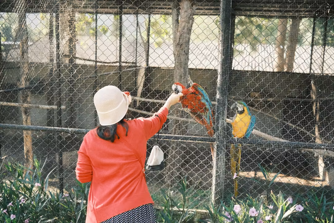 Woman in a bucket hat reaching toward a red macaw and a blue and yellow macaw inside an aviary