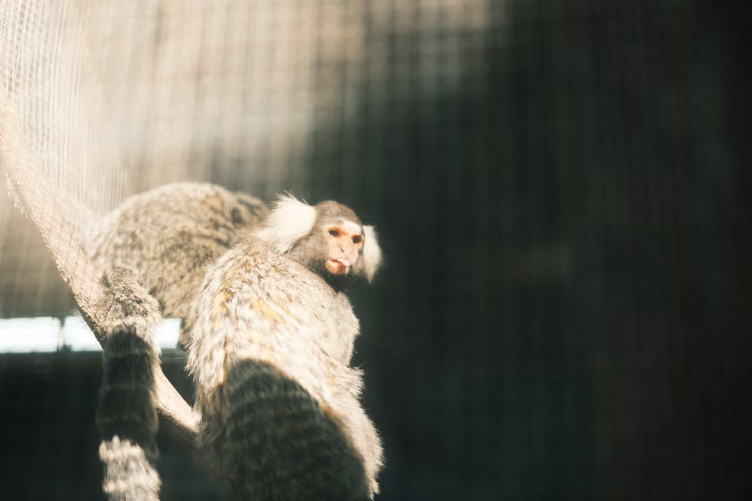 Two small grey monkeys with white ear tufts clinging to a rope inside a netted enclosure