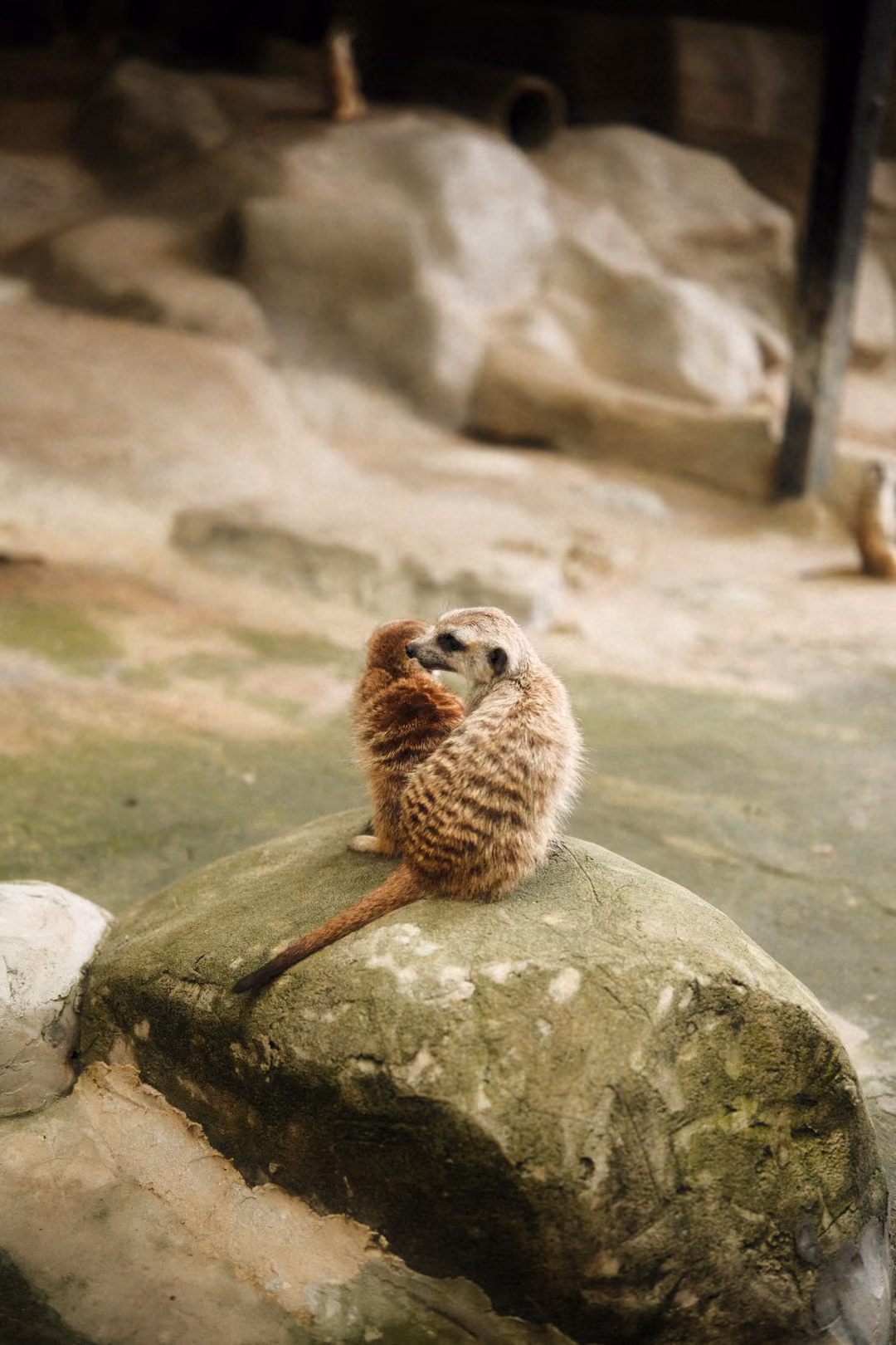 Meerkat sitting hunched on a mossy rock with its tail hanging down, rocks and a pole behind