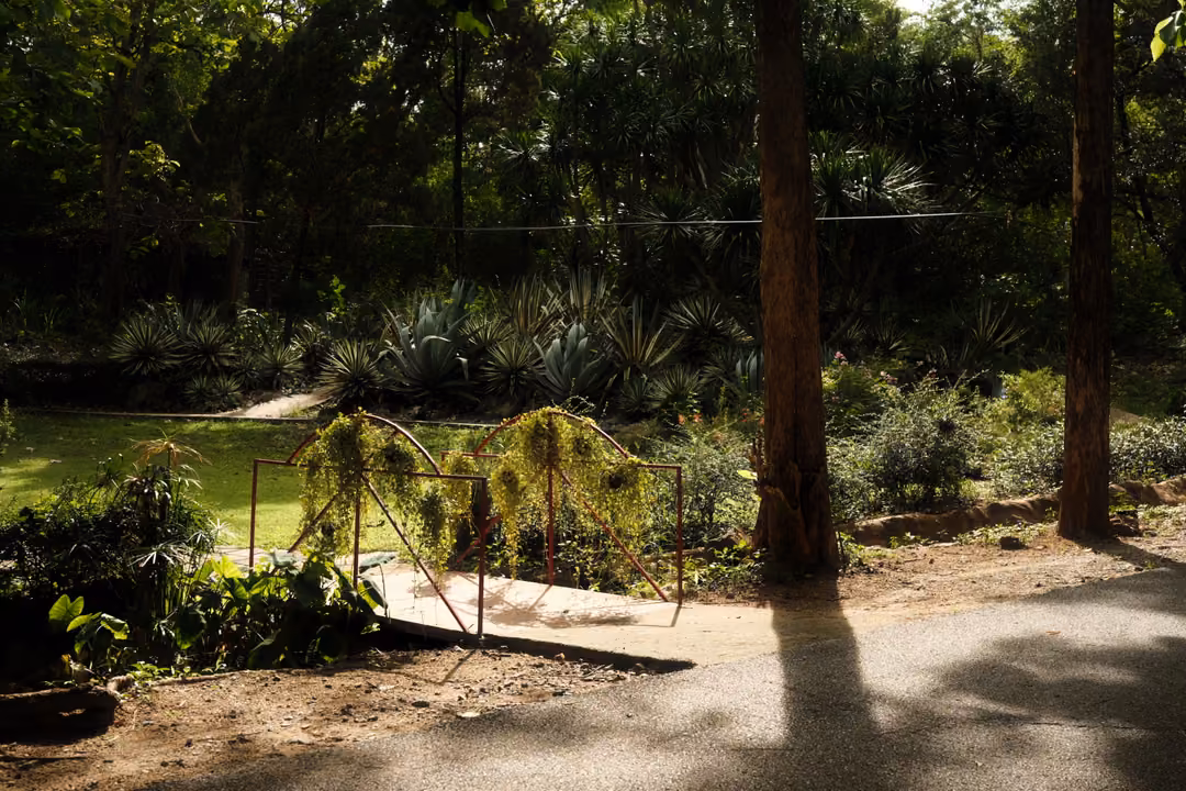Garden path with a wire arch hung with plants, a bright lawn, shrubs and tall tree trunks