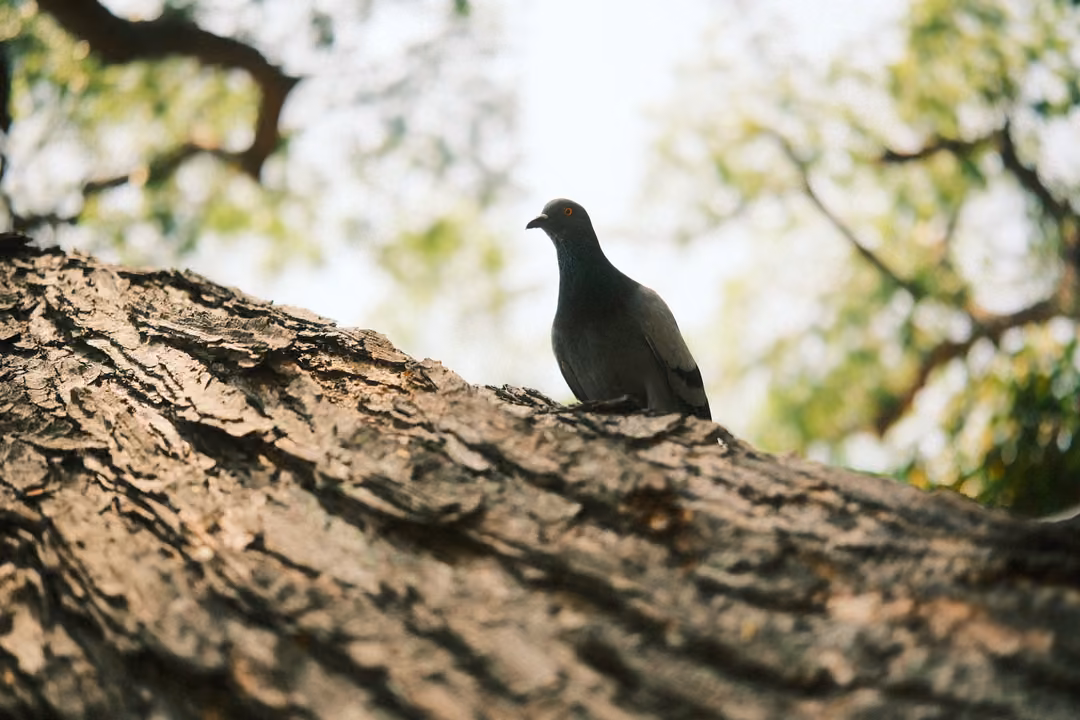 A grey pigeon perched on a thick textured tree branch, blurred green leaves and bright sky behind