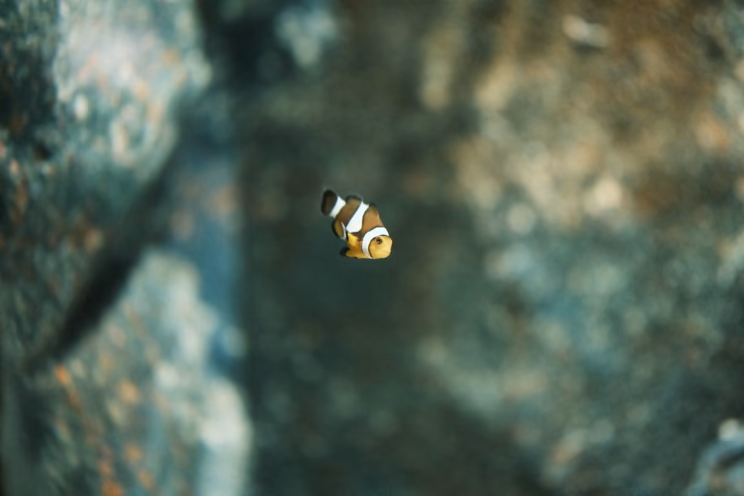 A small banded fish suspended in murky water between two blurred rock faces
