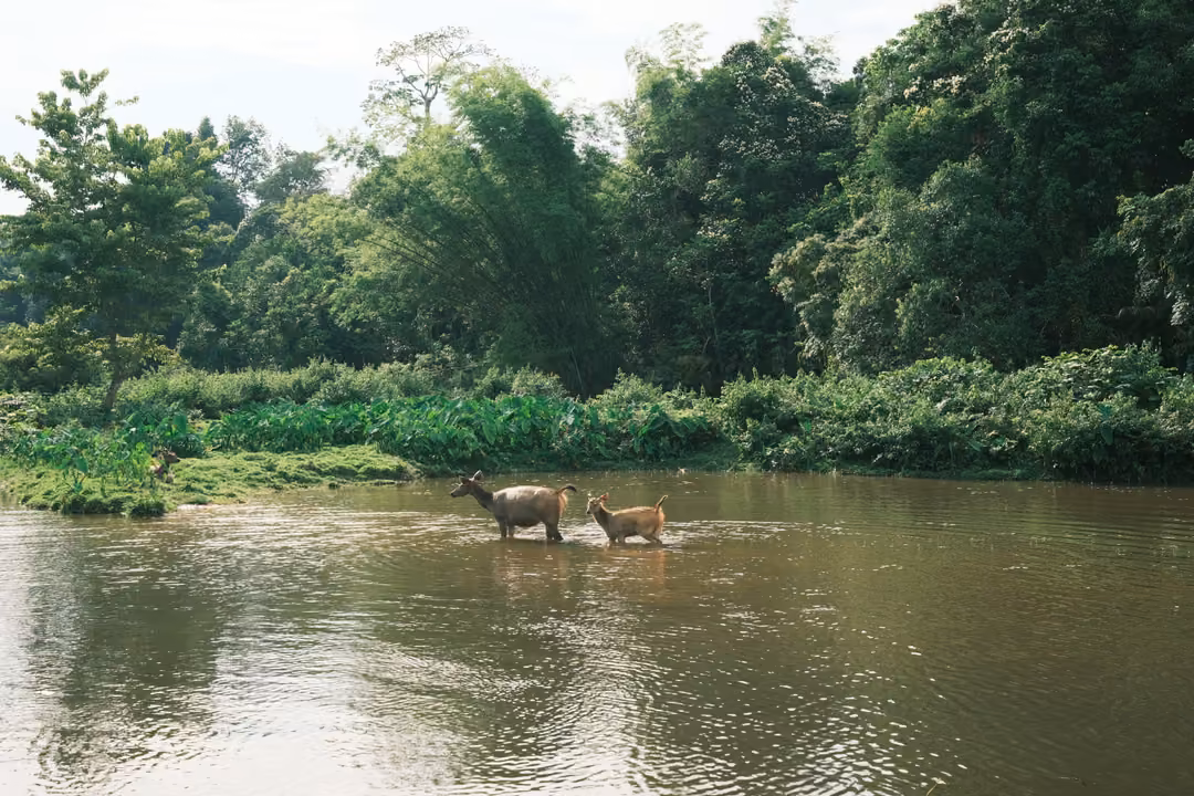 Two deer wade through shallow river water toward a green far bank, trees reflected around them.