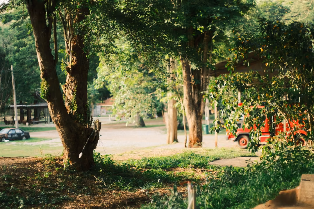 Trees over a grassy patch, with a red truck and a dark car parked along a gravel road behind.