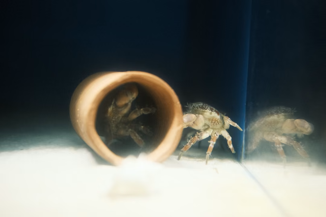 Two crabs beside a terracotta pipe on white sand, one crab reflected in the glass of the tank