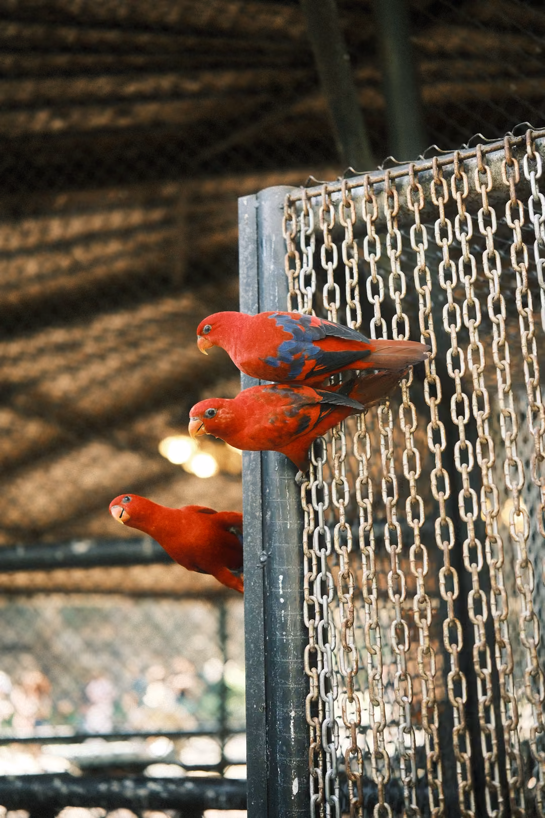 Three red parrots climbing a chain curtain on a metal post, aviary roof and lamps blurred behind